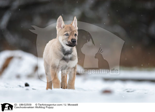 Tschechoslowakischer Wolfhund Welpe / Czechoslovakian Wolfdog Puppy / UM-02509