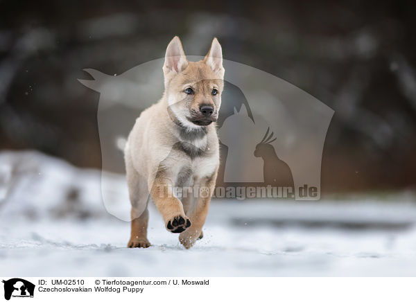 Czechoslovakian Wolfdog Puppy / UM-02510