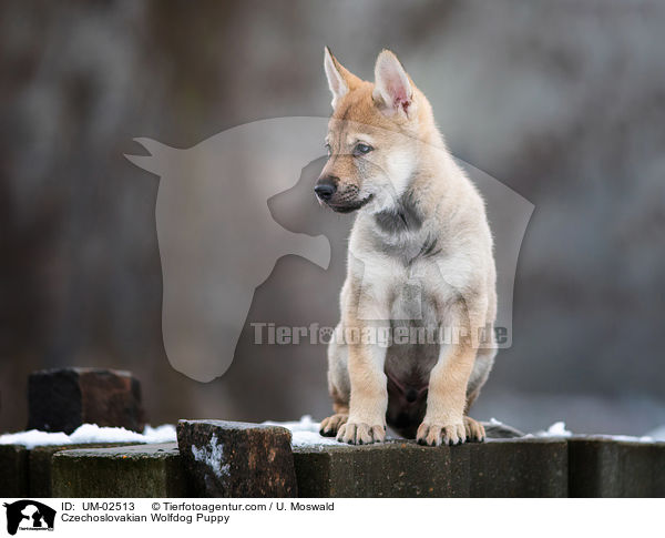 Tschechoslowakischer Wolfhund Welpe / Czechoslovakian Wolfdog Puppy / UM-02513