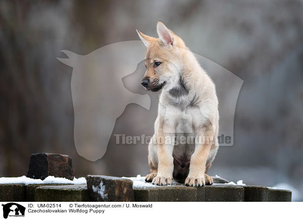 Tschechoslowakischer Wolfhund Welpe / Czechoslovakian Wolfdog Puppy / UM-02514