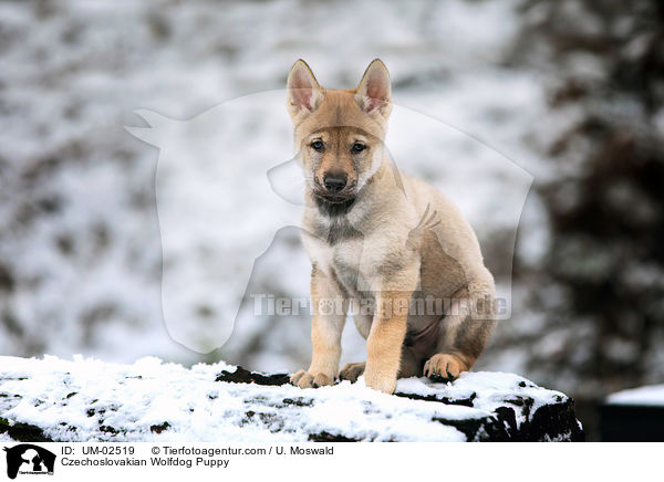 Tschechoslowakischer Wolfhund Welpe / Czechoslovakian Wolfdog Puppy / UM-02519