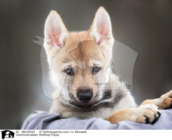 Tschechoslowakischer Wolfhund Welpe / Czechoslovakian Wolfdog Puppy / UM-02523