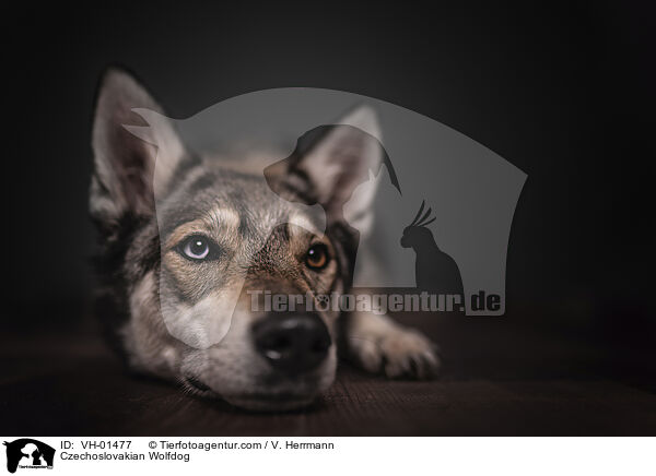 Czechoslovakian Wolfdog / VH-01477