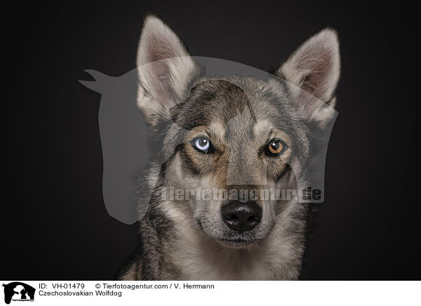 Czechoslovakian Wolfdog / VH-01479