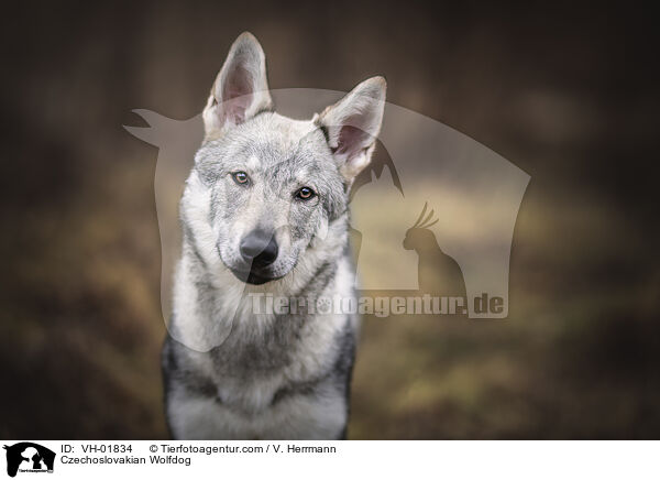 Tschechoslowakischer Wolfshund / Czechoslovakian Wolfdog / VH-01834