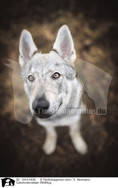 Tschechoslowakischer Wolfshund / Czechoslovakian Wolfdog / VH-01836