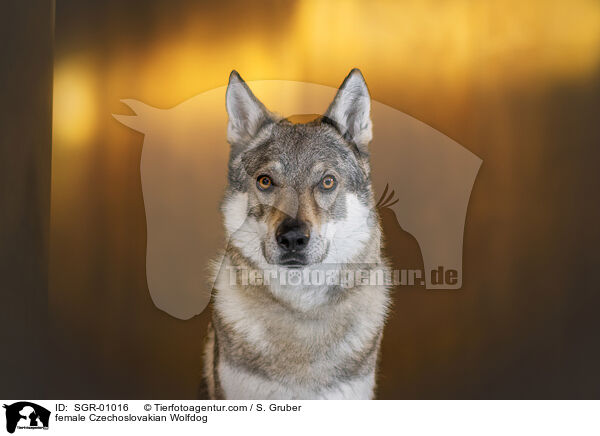 Tschechoslowakischer Wolfshund Hndin / female Czechoslovakian Wolfdog / SGR-01016