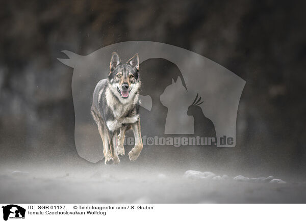 female Czechoslovakian Wolfdog / SGR-01137