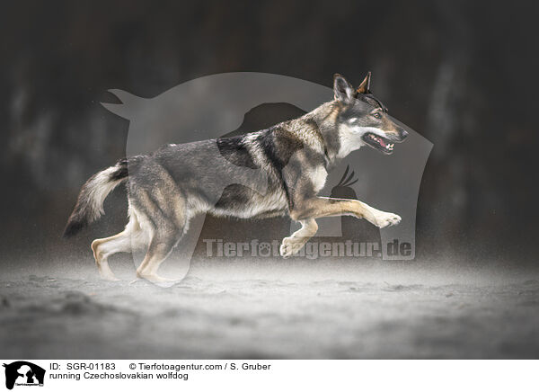rennender Tschechoslowakischer Wolfhund / running Czechoslovakian wolfdog / SGR-01183
