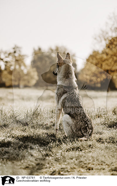 Tschechoslowakischer Wolfhund / Czechoslovakian wolfdog / NP-03781