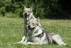 Czechoslovakian Wolfdog