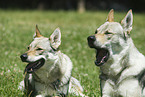 Czechoslovakian Wolfdog