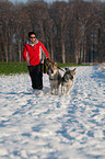 Czechoslovakian wolfdog