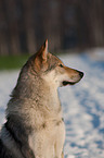 Czechoslovakian wolfdog