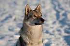 Czechoslovakian wolfdog