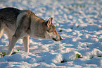 Czechoslovakian wolfdog