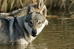 bathing Czechoslovakian wolfdog