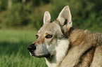 Czechoslovakian wolfdog portrait