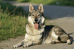 lying Czechoslovakian wolfdog