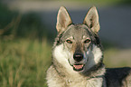 Czechoslovakian wolfdog portrait