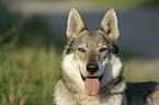 Czechoslovakian wolfdog portrait