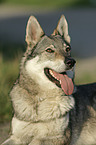 Czechoslovakian wolfdog portrait