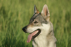 Czechoslovakian wolfdog portrait