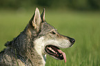 Czechoslovakian wolfdog portrait