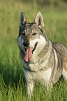 Czechoslovakian wolfdog portrait