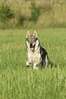 running Czechoslovakian wolfdog