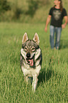 Czechoslovakian wolfdog