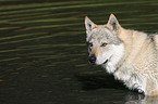 bathing Czechoslovakian wolfdog