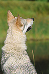 Czechoslovakian wolfdog portrait