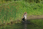 trotting Czechoslovakian wolfdog