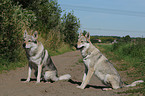 Czechoslovakian wolfdogs