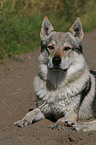 Czechoslovakian wolfdog