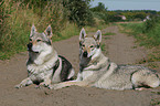 Czechoslovakian wolfdogs