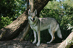 Czechoslovakian wolfdog