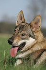 Czechoslovakian wolfdog portrait