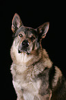 Czechoslovakian wolfdog