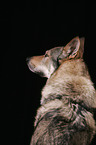 Czechoslovakian wolfdog