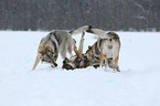 Czechoslovakian wolfdogs in snow