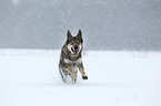 Czechoslovakian wolfdog in snow