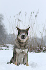 Czechoslovakian wolfdog in snow