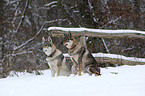 Czechoslovakian wolfdogs in snow