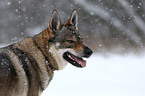 Czechoslovakian wolfdog in snow