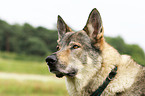 Czechoslovakian wolfdog portrait