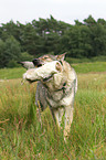 retrieving Czechoslovakian wolfdog