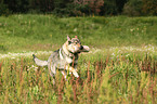 retrieving Czechoslovakian wolfdog