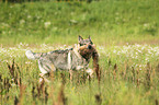 retrieving Czechoslovakian wolfdog